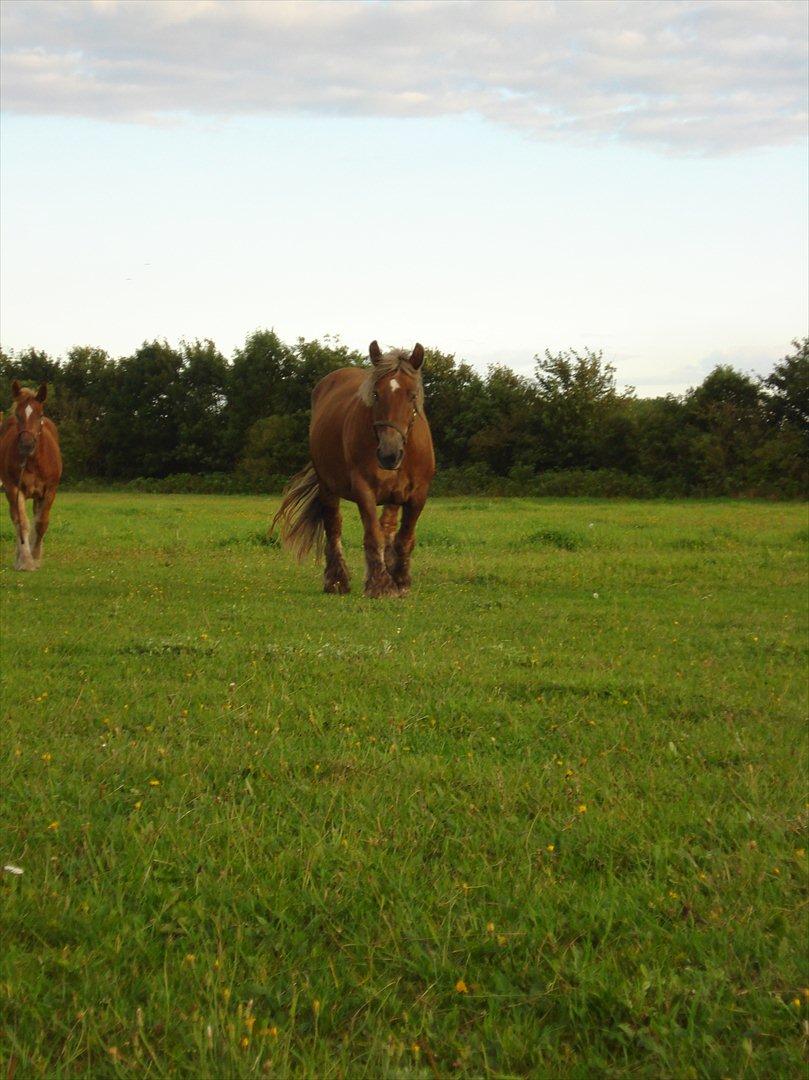 Jyde Dawn Af Aggersgård RIP - august 2011 billede 1