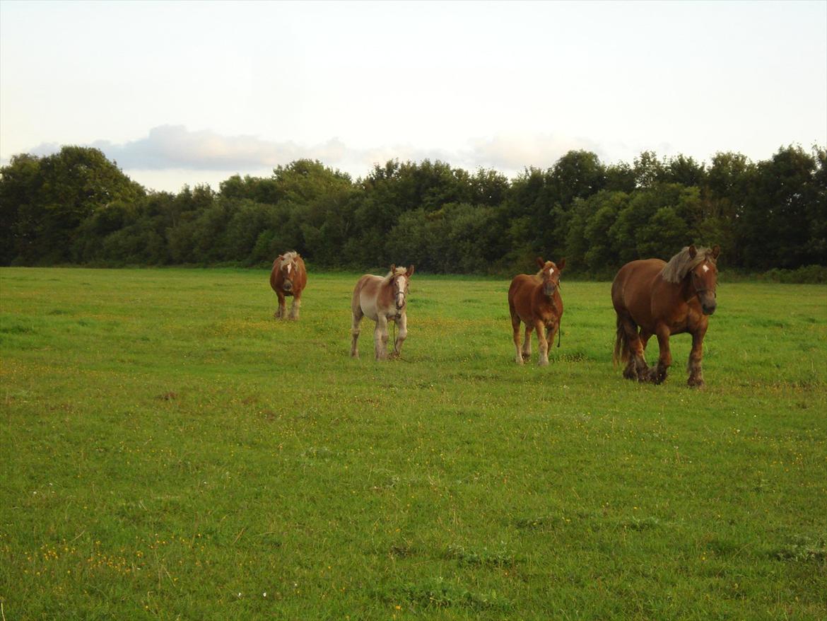 Jyde Dawn Af Aggersgård RIP billede 18