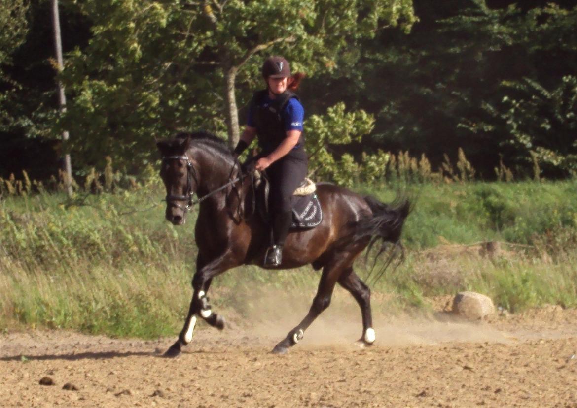 New Forest Holmens Sir Bastian billede 17