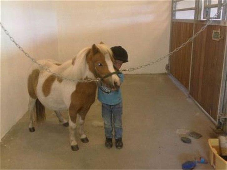 Shetlænder Timon - Rasmus og timon i stalden billede 20