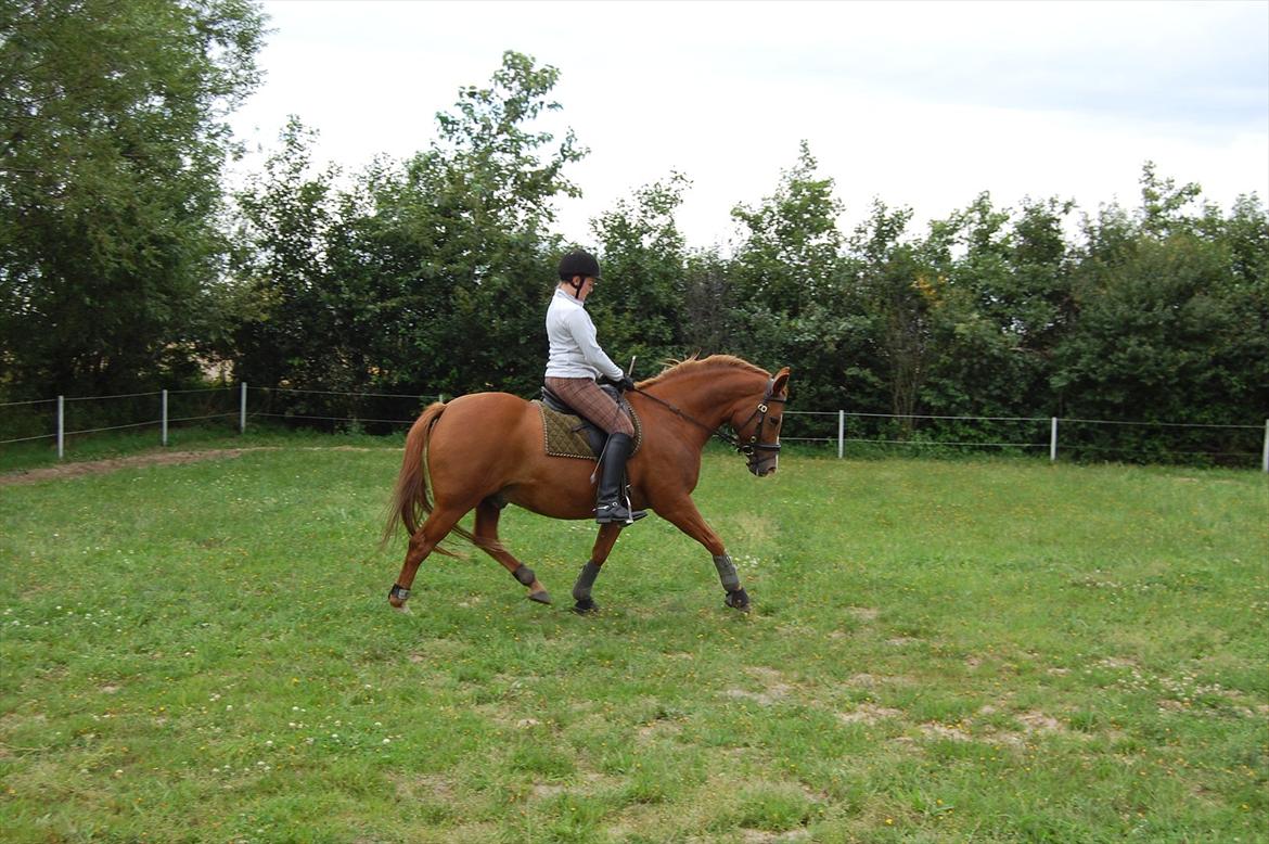 Tysk Sportspony <3 Waterman <3 billede 17