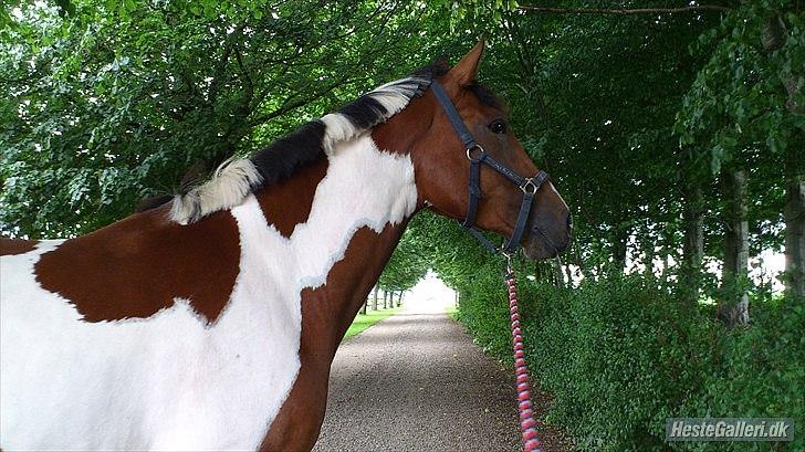 Anden særlig race Mercedes - 16/8-2011 billede 9