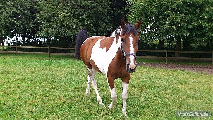 Anden særlig race Mercedes - Foldbillede 2011
Nu kommer jeg, har du noget til mig??
16/8-2011
 billede 8