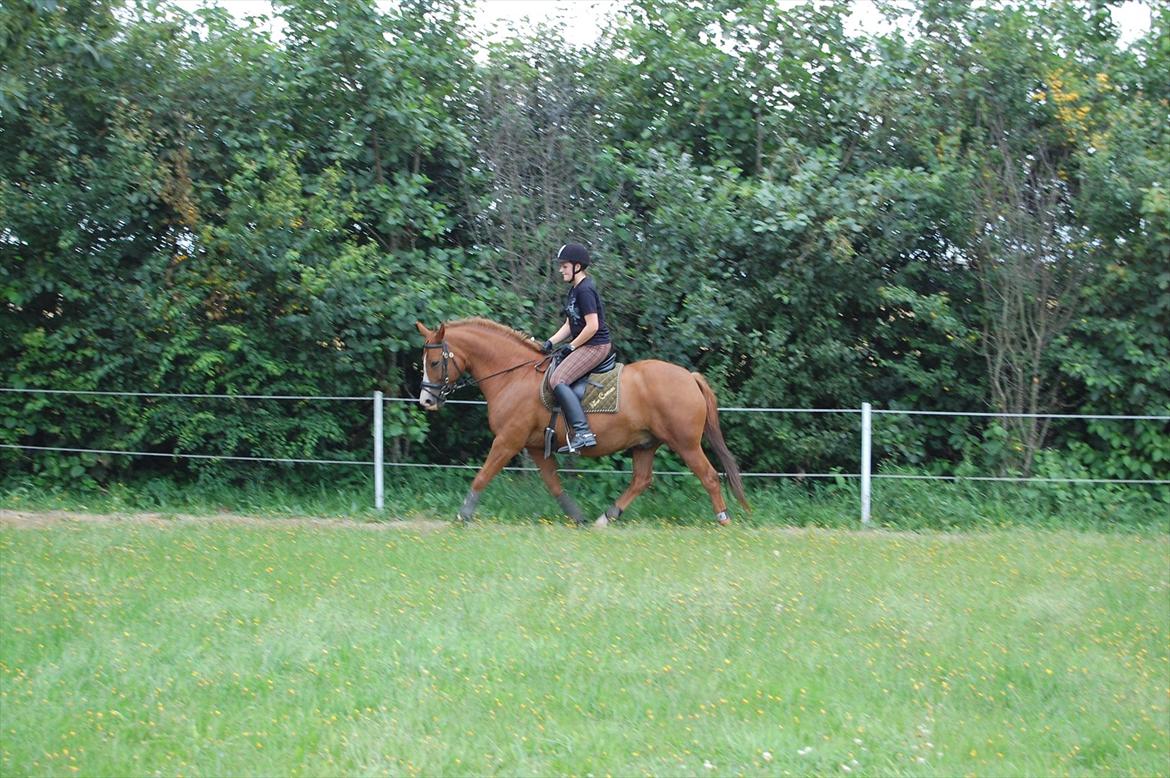 Tysk Sportspony <3 Waterman <3 billede 19