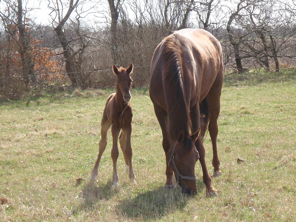 Dansk Varmblod Alibelle - Alibelle og Don Alison 2011 billede 1
