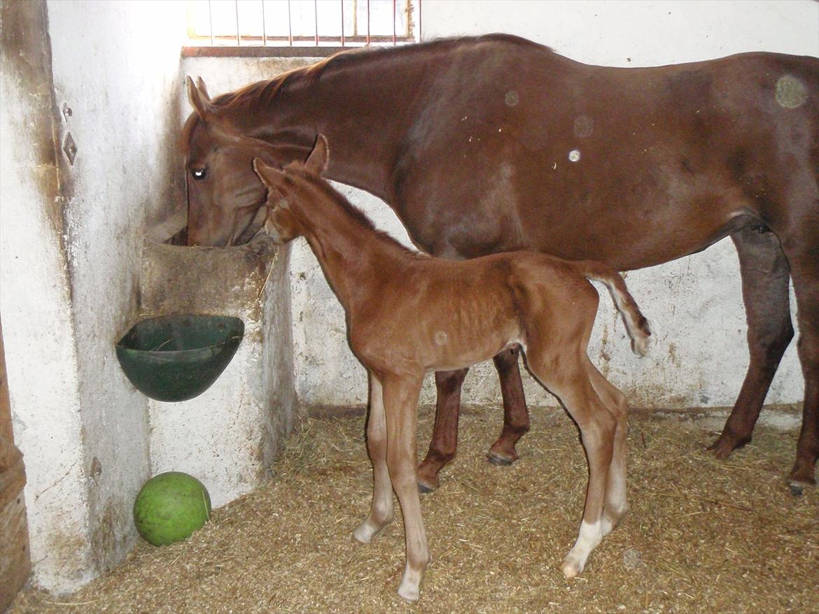 Dansk Varmblod Alibelle - Alibelle og Don Alison 2011 billede 2
