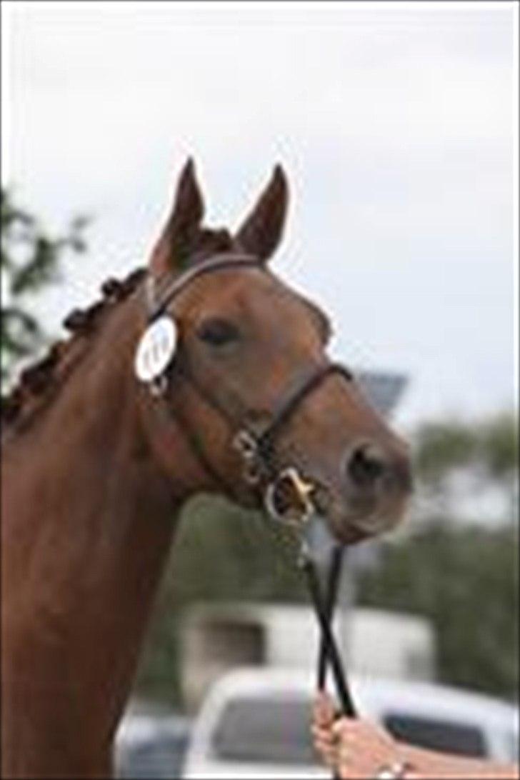 Dansk Varmblod Alibelle billede 3