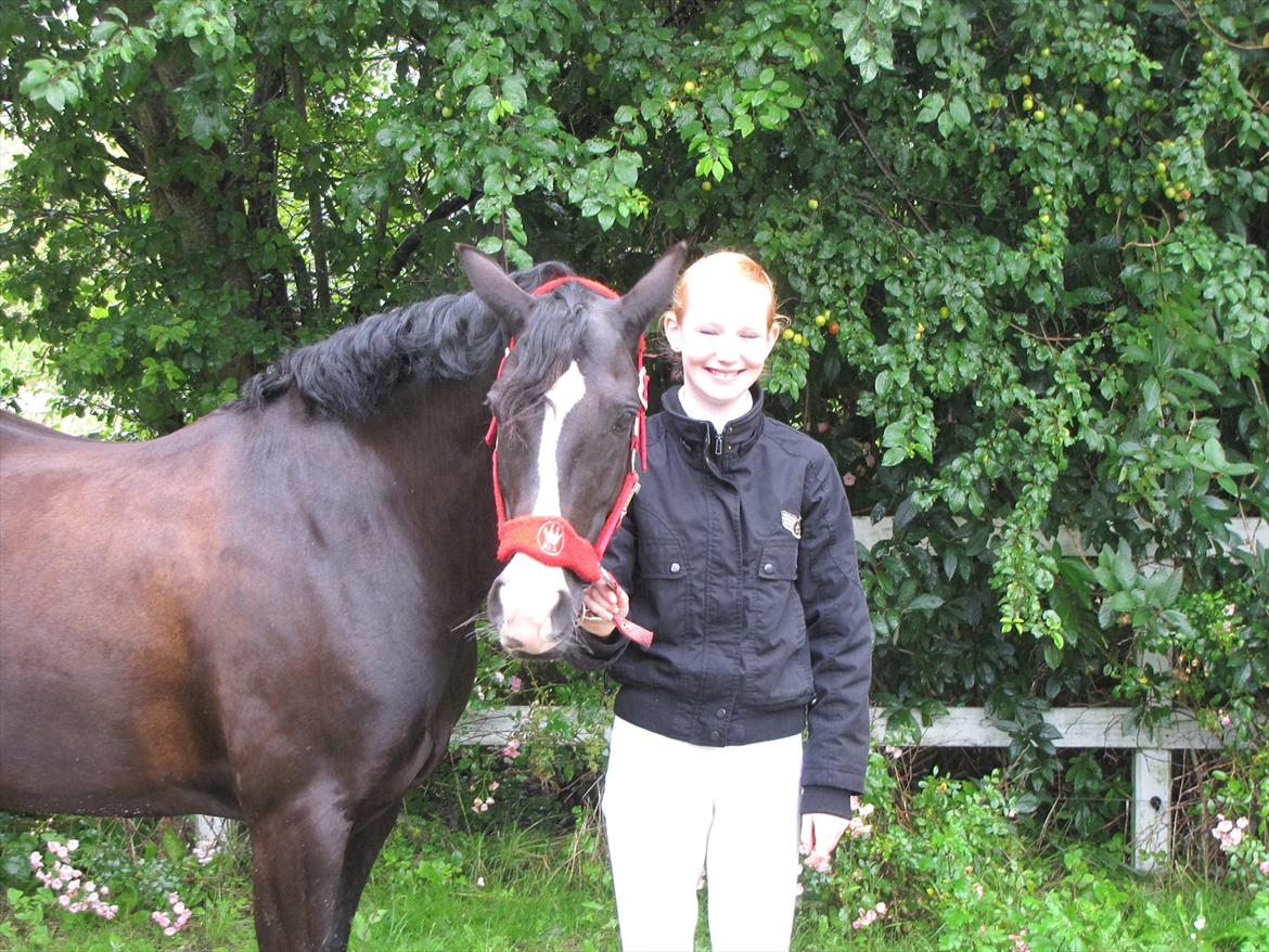 Welsh Pony (sec B) Pinoir - Lige efter stævne :) billede 17