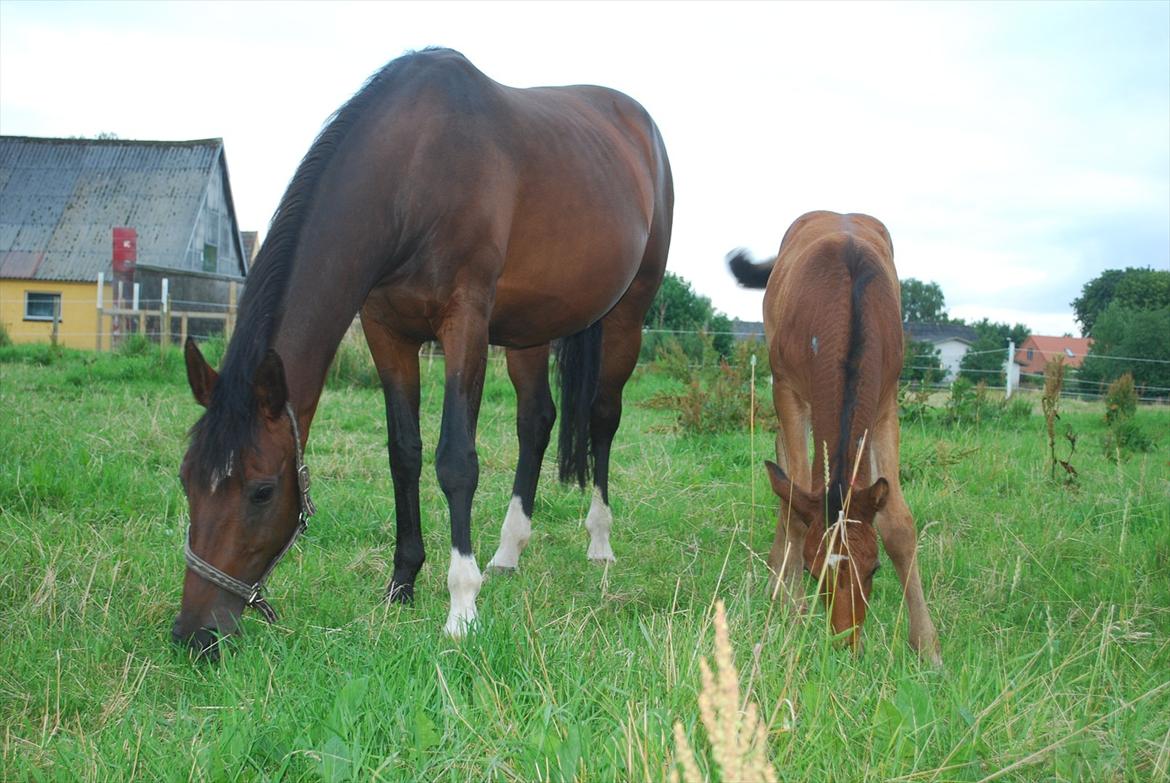 Dansk Varmblod luna (asferg's unik) solgt - Her sammen med min moar billede 7
