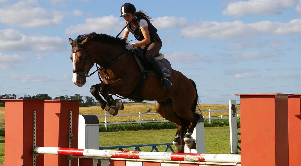 Welsh Cob (sec D) Lindberg (Den) Nobleman - Lykken ligger ikke i selve lykken, men i arbejdet med at opnå den.

-Fjodor Dostojevsky billede 1