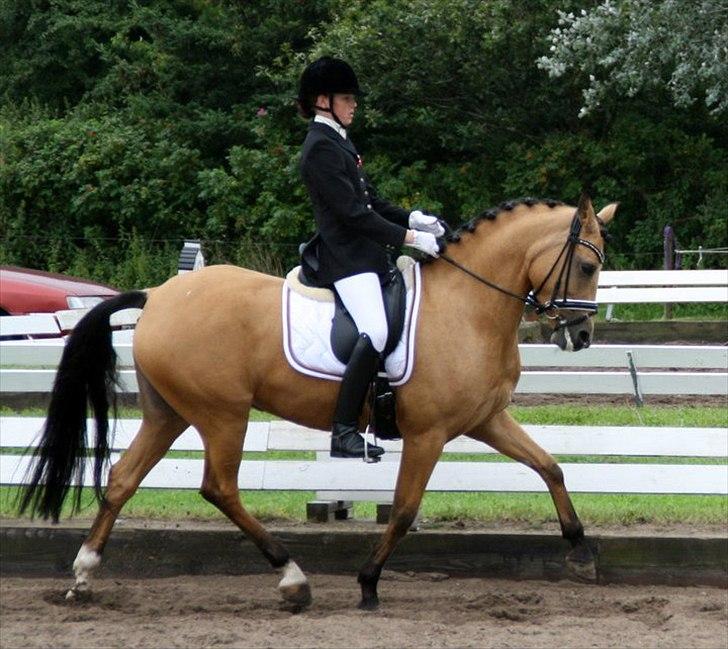 Tysk Sportspony Bodethal's Romy A-pony - C-stævne turk august 2011 romy 5 år vinder  
LA2 75% /LA3 72%/ LA3 71% billede 16