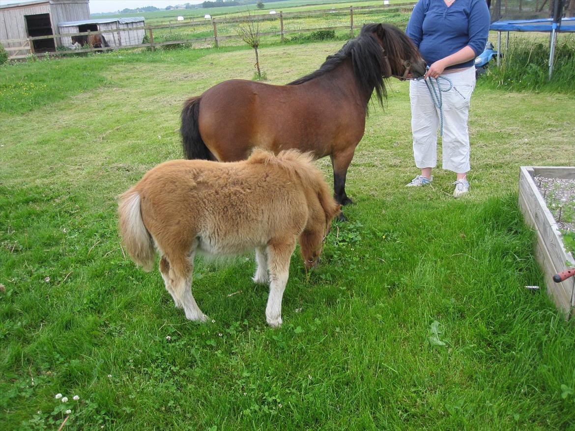 Shetlænder vinny v. stal tasselaar - vinny med hendes føl caramel fra 2011. billede 3