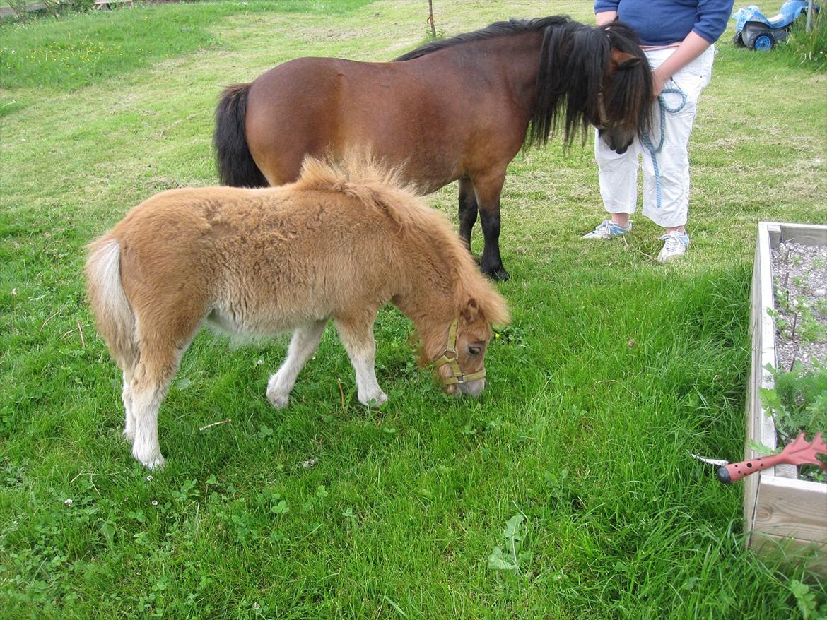 Shetlænder vinny v. stal tasselaar billede 4