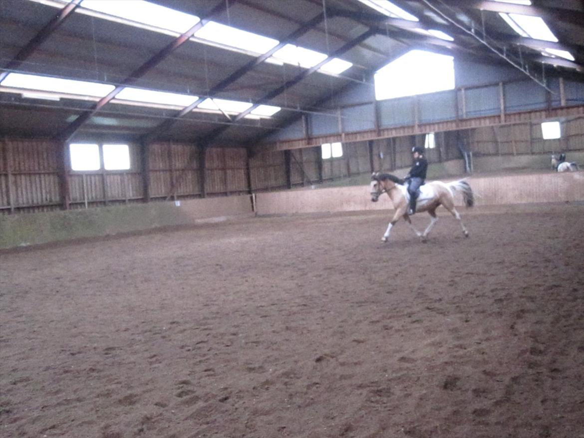 Pinto Aponion  - Øgning :D billede 20