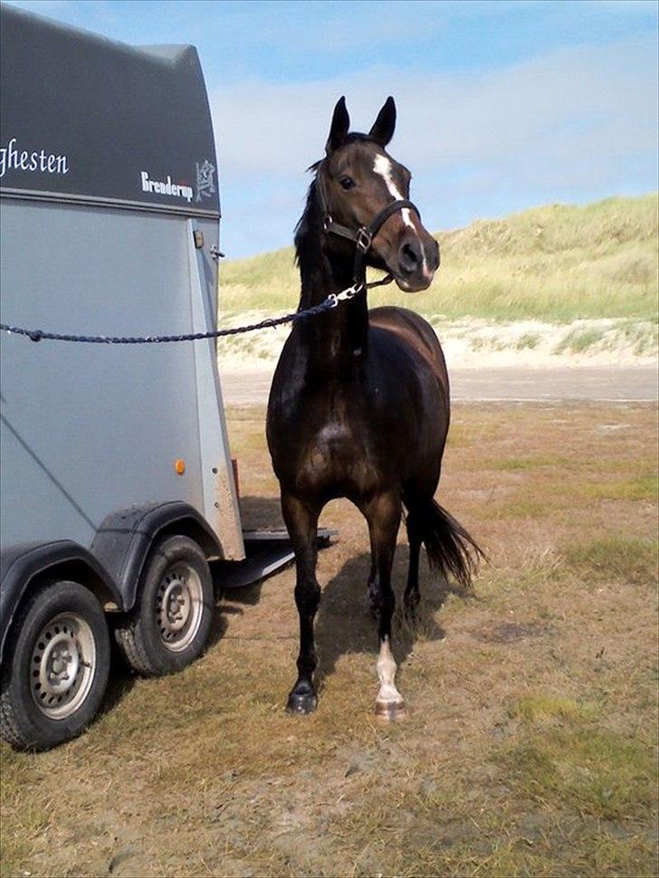 Hollandsk Sportspony Locoloco - En dejlig dag på Rømø, uden sadle.. billede 2