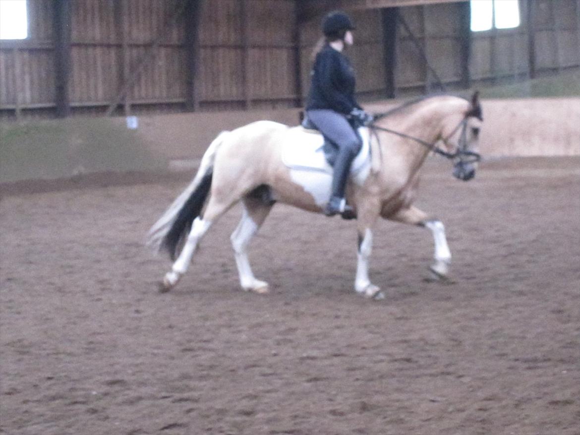 Pinto Aponion  billede 11