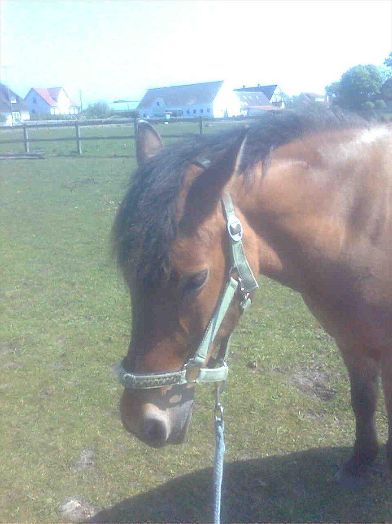 Anden særlig race Dosty - En træt pony, man henter for fold :D billede 10