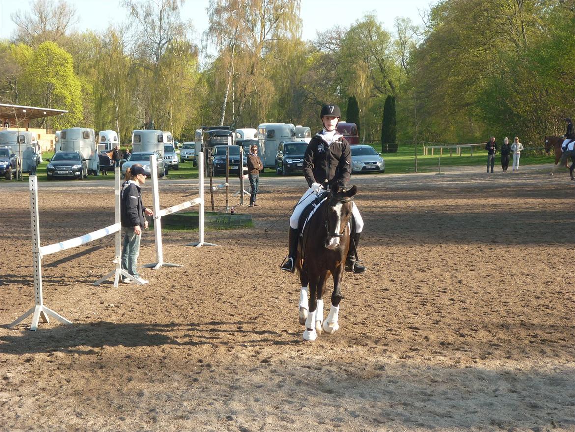 Belgisk Sportspony • Clovis VD Zuidvoermanshoek • Solgt - stævne ved SPR til 2. runde af KBH mesterskabet 2011 <3 gik nogenlunde ;) billede 9