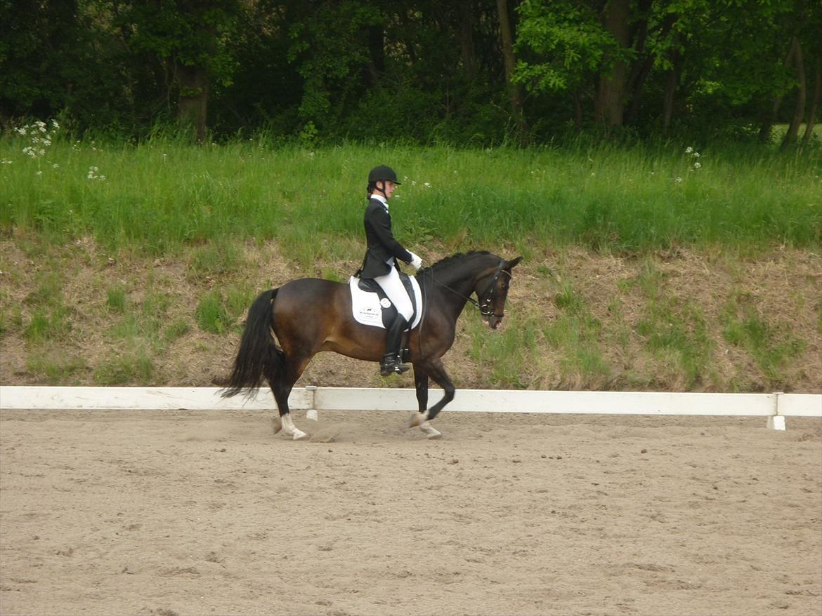 Belgisk Sportspony • Clovis VD Zuidvoermanshoek • Solgt - stævne ved HRK 3. runde af KBH mesterskabet :) Han var okay fin :D elsker dig :* billede 12