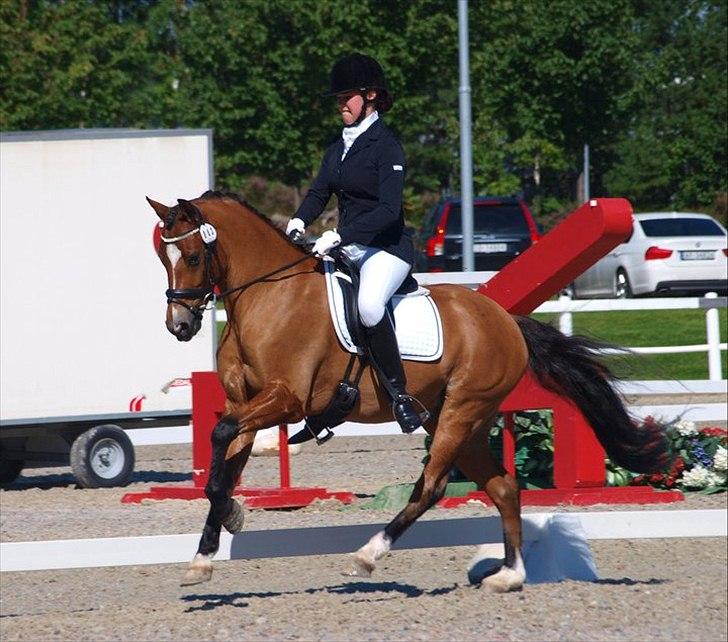 Welsh Pony (sec B) Sir Jackson - nyt billede 2011. Taget til Landsstævne i Norge. Emma og Jackson billede 1