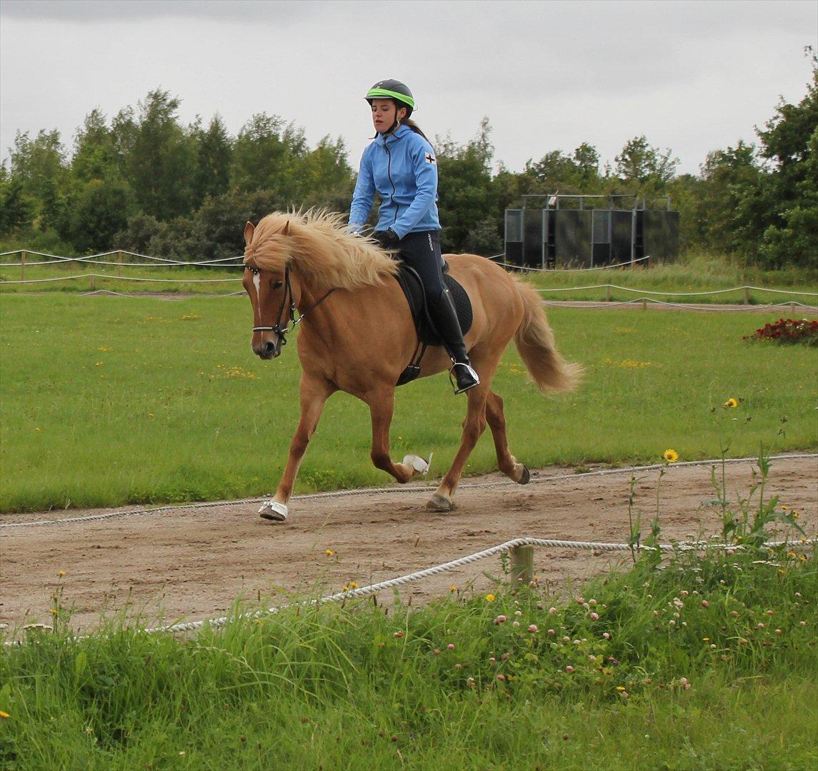 Islænder Drift Fra Kópavogi - Trunten i lækker trav til Randver gædinga keppni 2011 <3  billede 5