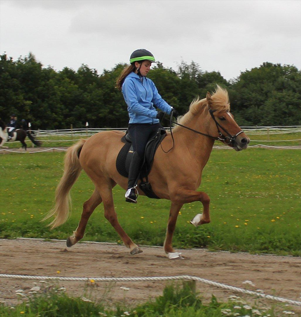 Islænder Drift Fra Kópavogi - Hurtig tølt til Randver gædinga keppni 2011 - der førte os til en 1 plads!! <3  billede 6