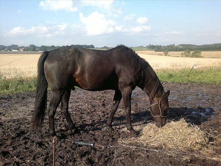 Traver Stelmach´s Callisto<3 - bassen!<3 billede 3