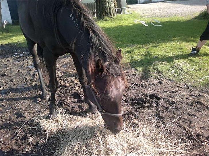 Traver Stelmach´s Callisto<3 - Er det goé hø mon her?(:<3 billede 4