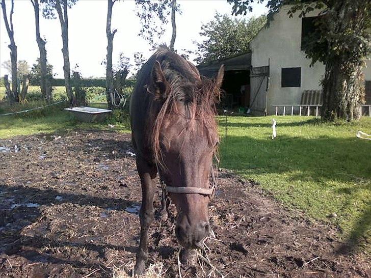 Traver Stelmach´s Callisto<3 - basse!
 billede 5