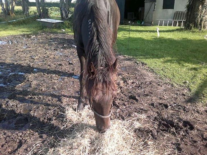 Traver Stelmach´s Callisto<3 billede 6