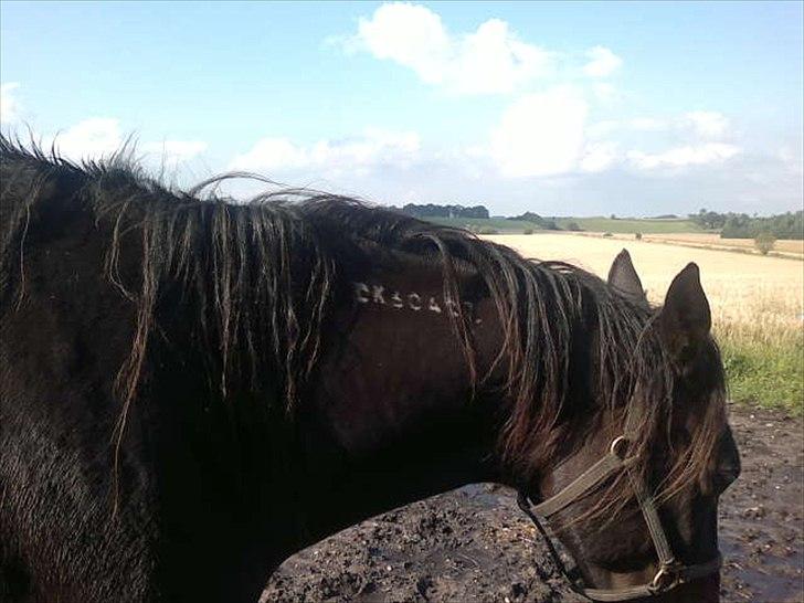 Traver Stelmach´s Callisto<3 - ja han er traver! billede 7