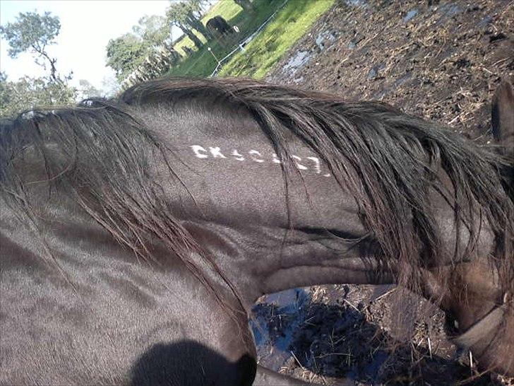 Traver Stelmach´s Callisto<3 - igen (: billede 8