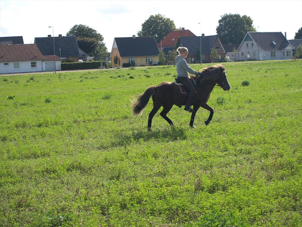 Islænder Loâ fra Nørremarken - 17-8-11 :D billede 19