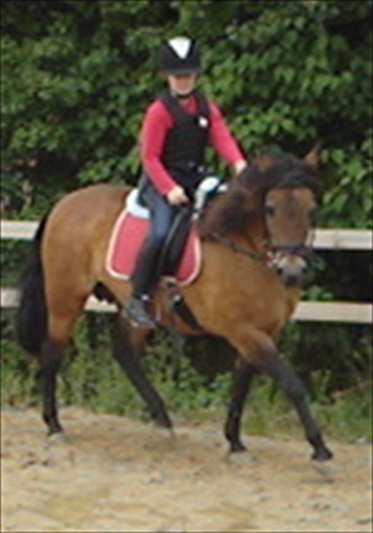 New Forest Horsemosens Timian - Hun er såååå fin den lille Timse billede 10