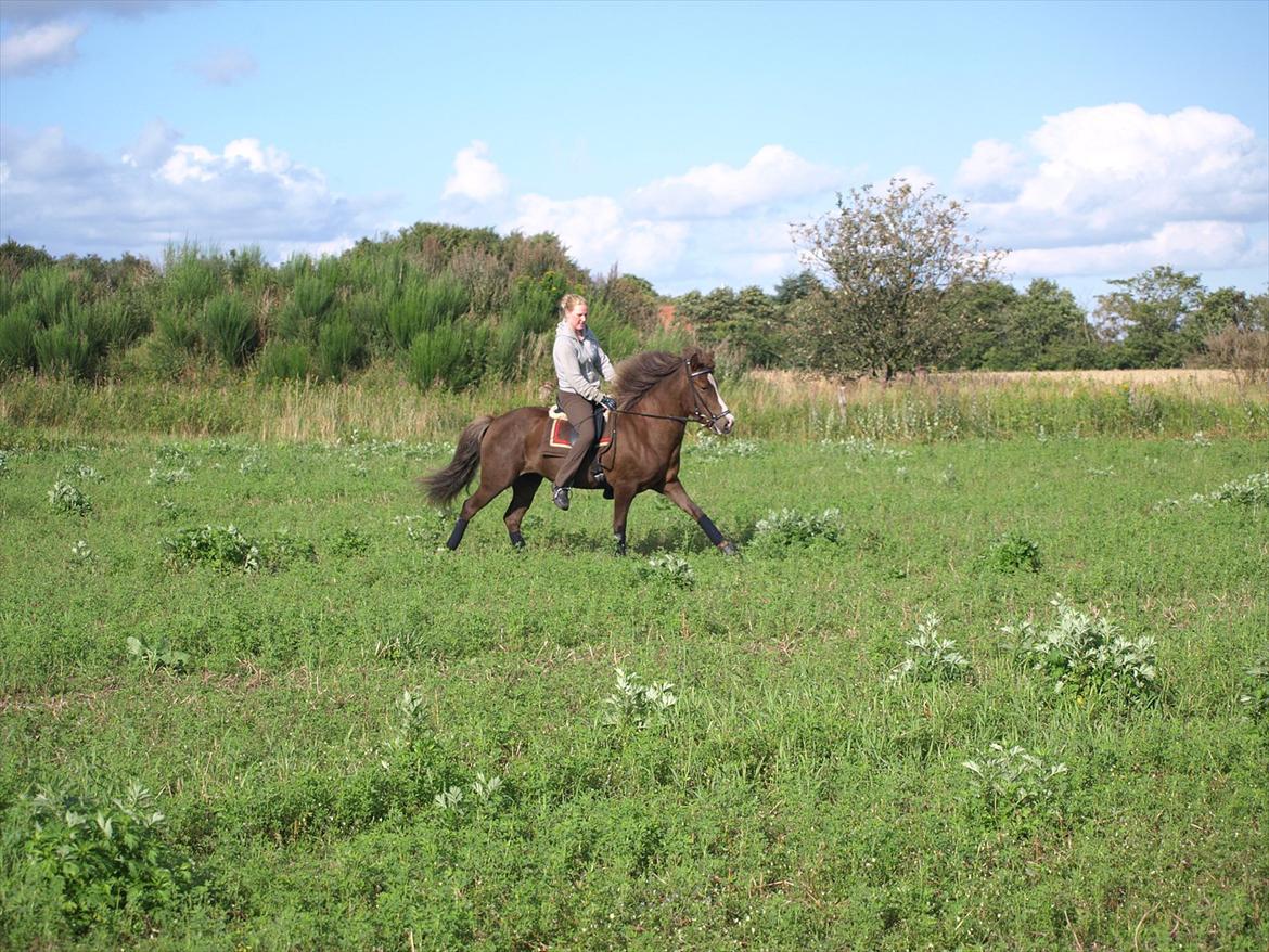 Islænder Loâ fra Nørremarken - Loâ d. 17-8-11 billede 1