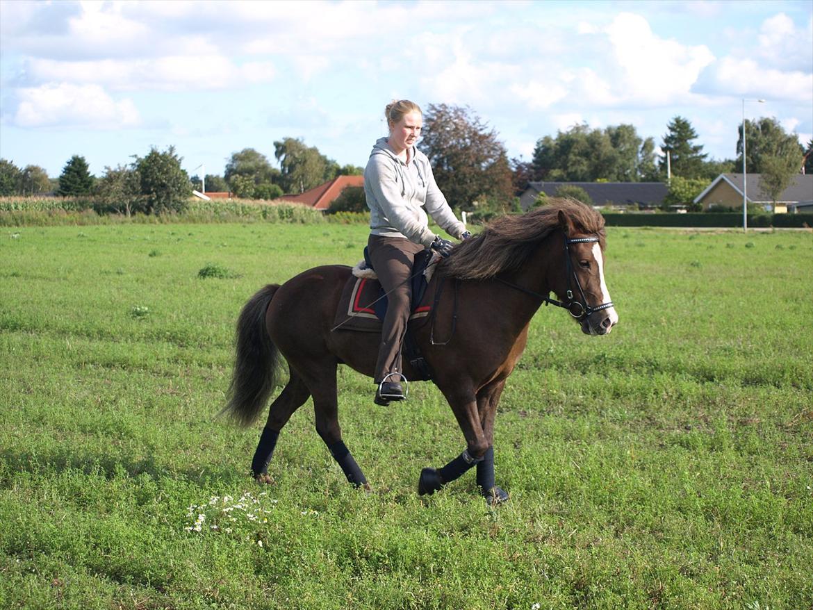 Islænder Loâ fra Nørremarken - skønne pony, 17-8-11. billede 10