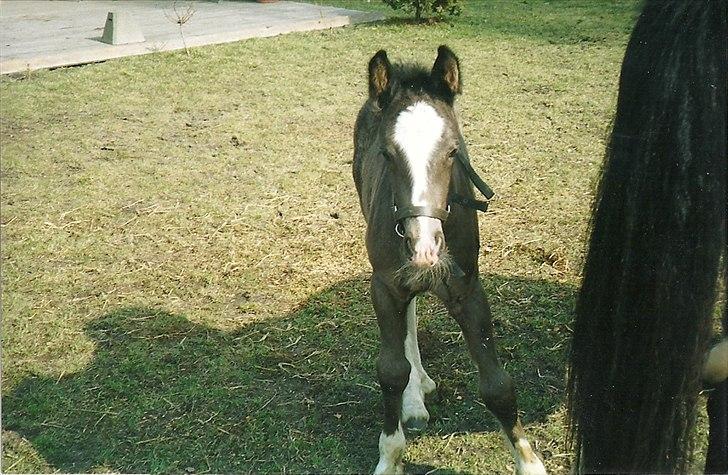 Tinker Albert  - Albert som føl billede 17