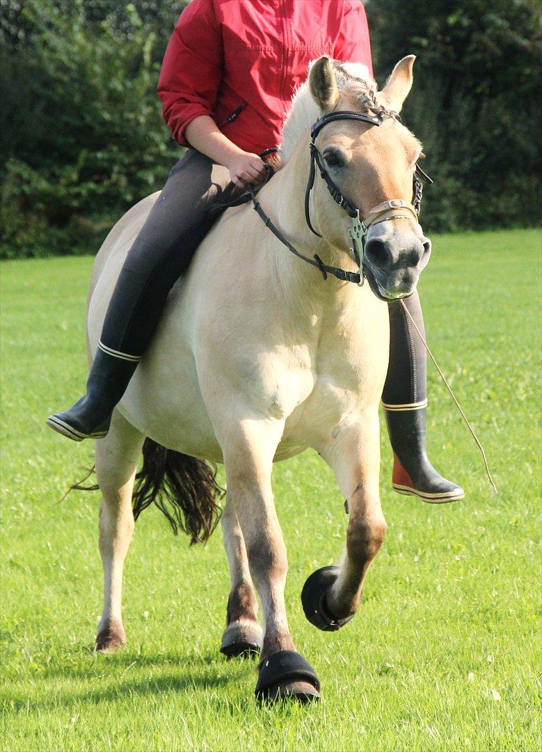 Fjordhest Musse - 3# Fart med sofaen! (:  billede 4