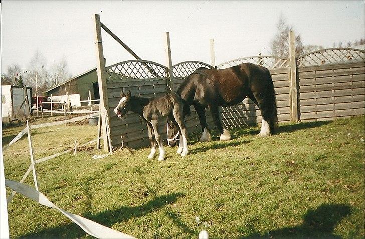 Tinker Albert  - hvor er jeg bare træt ;) billede 18