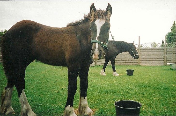 Tinker Albert  - så blev han da lidt større  billede 20