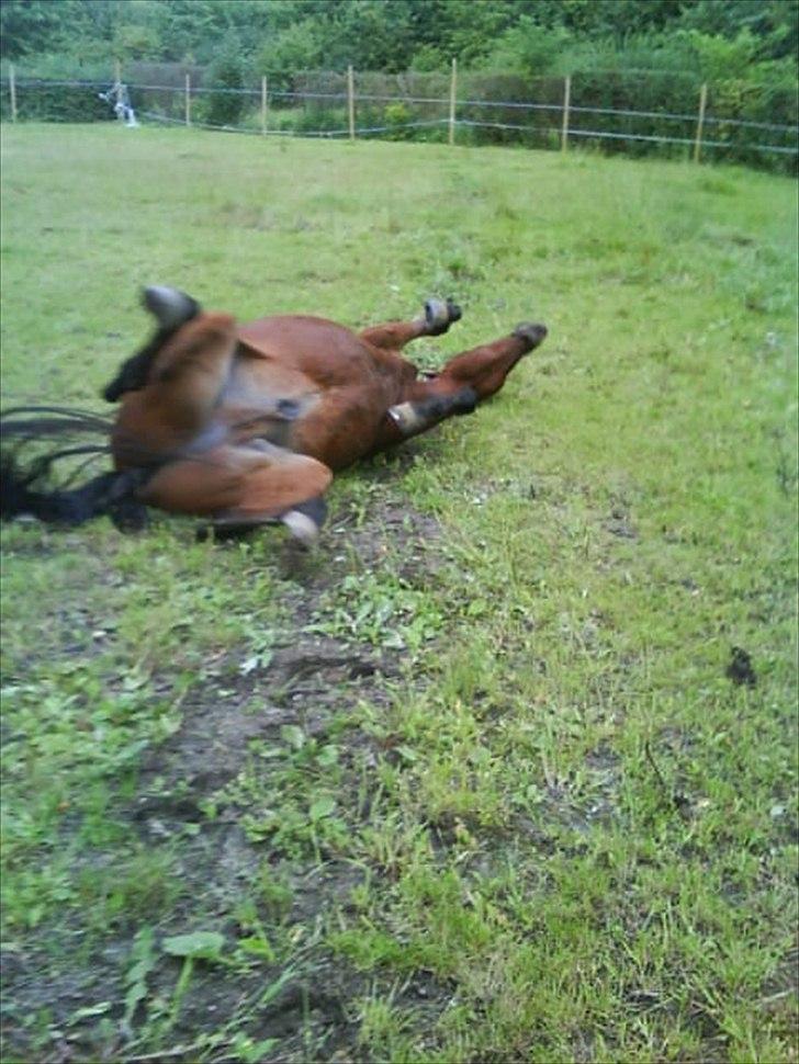 Anden særlig race Jackpot - skønt efter en hård spring træning<3!
foto: Annika billede 5