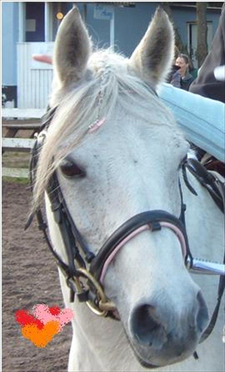 Anden særlig race Juro's L.A. Angel (Musse) - Vores første stævne <3 billede 9