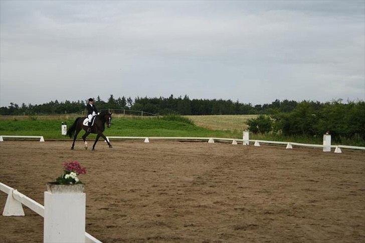 Dansk Varmblod Dancing star billede 16