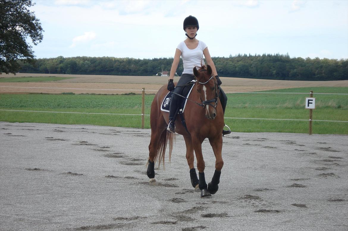 Hannoveraner | Werber Welt - Dressurtræning d. 16/8-11... billede 8