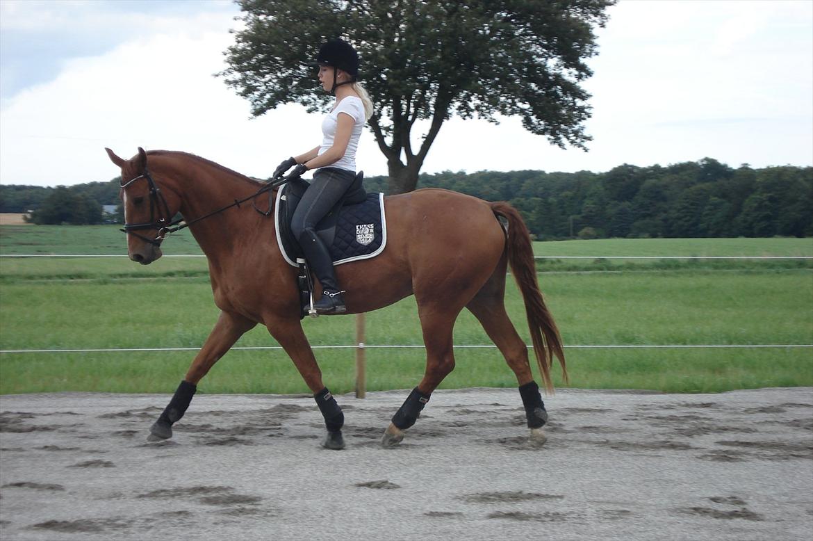 Hannoveraner | Werber Welt - Dressurtræning d. 16/8-11... billede 9