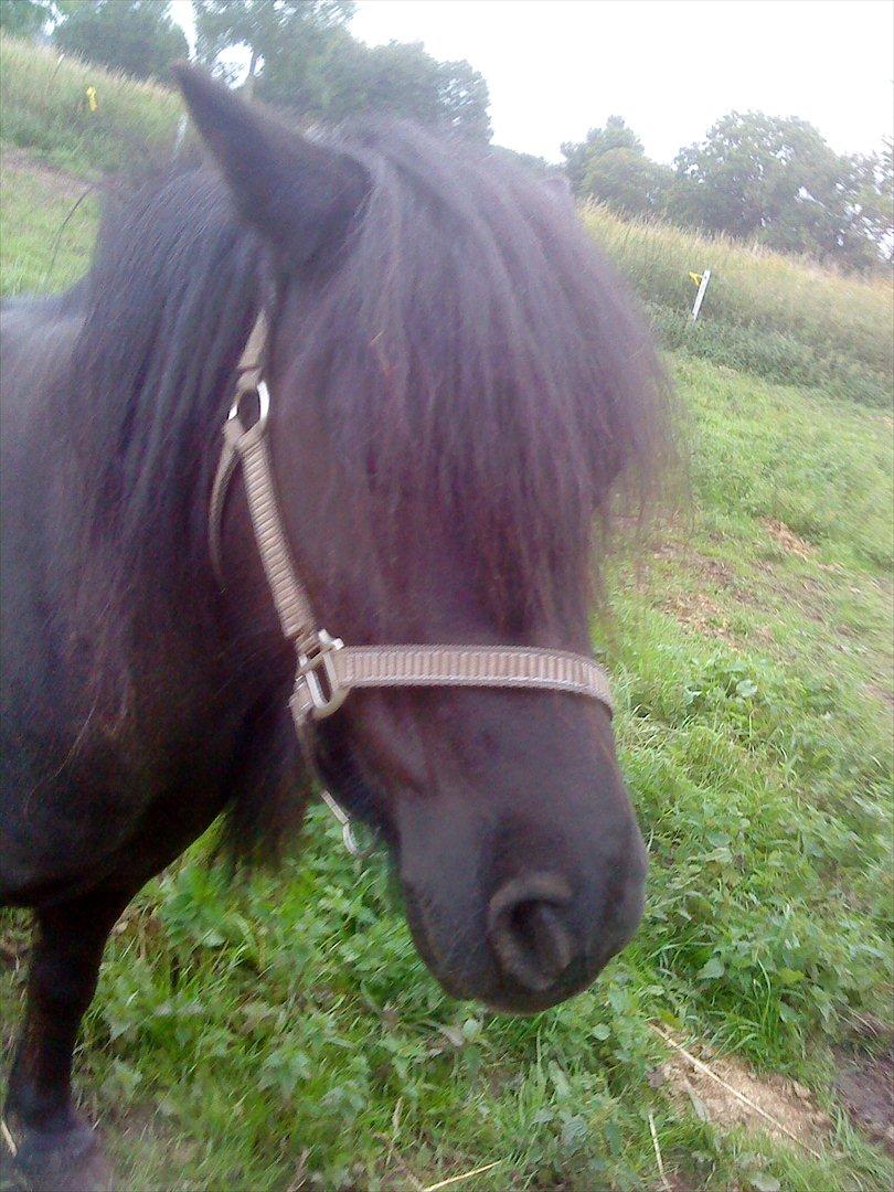 Shetlænder maggi billede 15