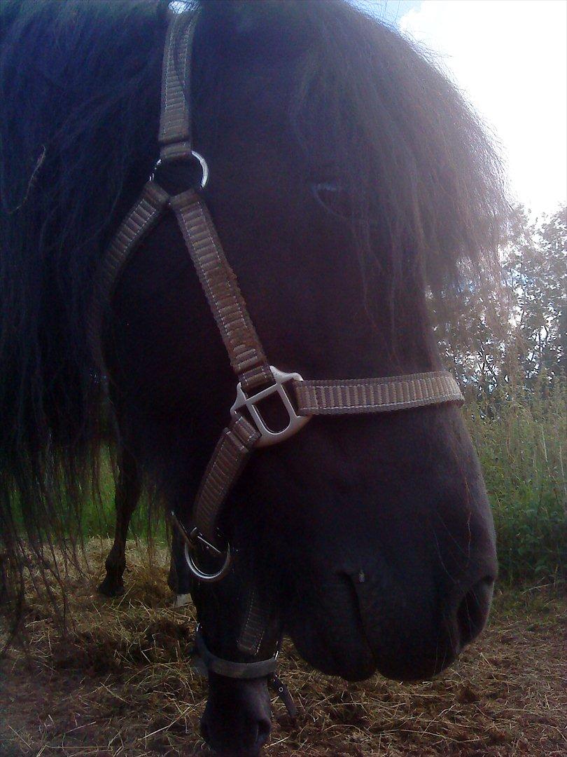 Shetlænder maggi billede 16