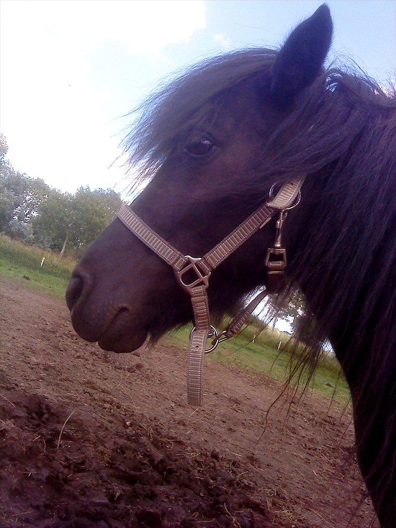 Shetlænder maggi billede 17