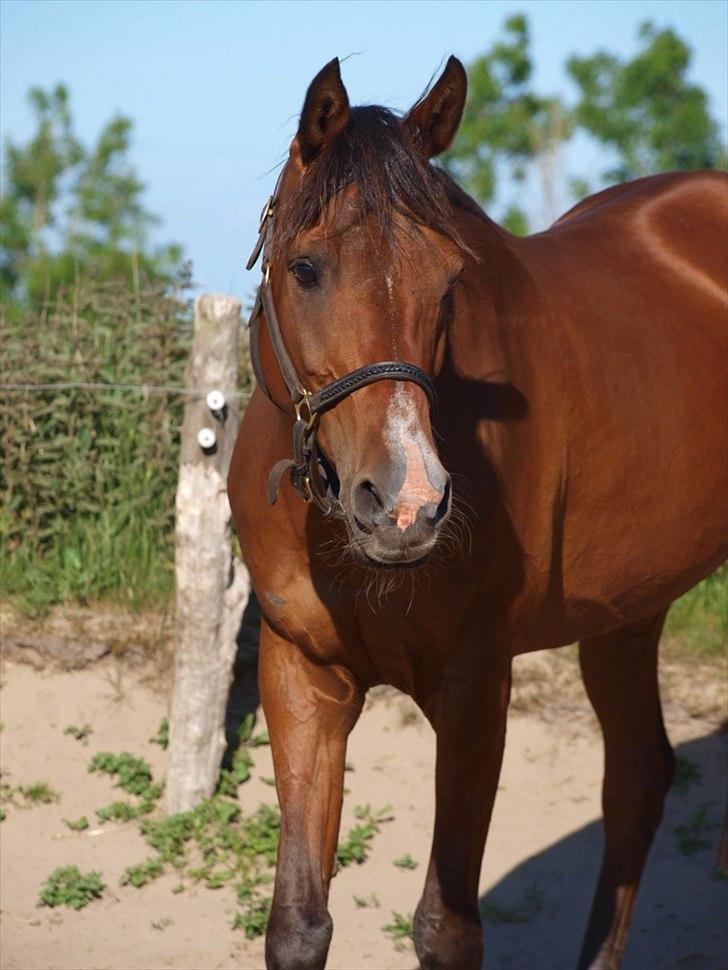 Arabisk fuldblod (OX) Somarrah - Velkommen til Somarrah's profil :-) Her står den smukke hyp model helt naturligt på folden (Juni 2011) billede 1