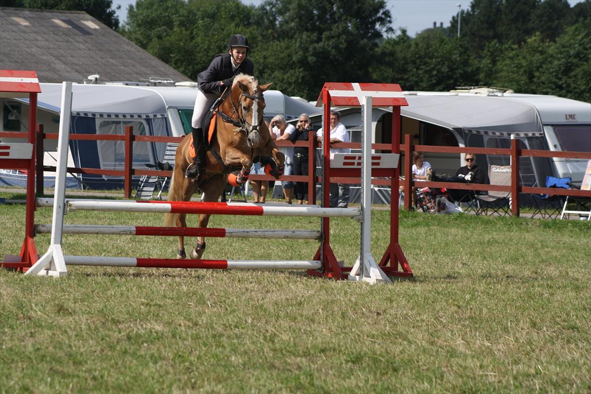 Haflinger Melina/ BELLA <3 billede 10